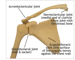 Shoulder Anatomy | Shoulder Elbow